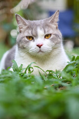 Naklejka na ściany i meble scottish fold cat sitting in the garden with green grass. Calico cat looking at camera.