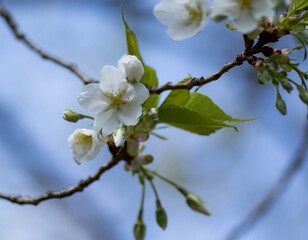 大島桜