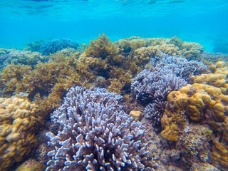 Naklejka na ściany i meble Exotic seascape with coral reef. Underwater view of tropic sea bottom. Tropical seashore snorkeling or diving
