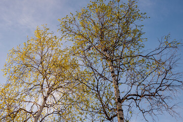 Obraz premium Branch of birch with light green leaves on the background with tender blue sky. Bottom view. Season early spring