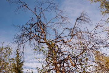 Fototapeta premium Branch of birch with light green leaves on the background with tender blue sky. Bottom view. Season early spring