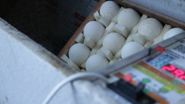 turkey eggs in a wooden box in a container of a home incubator open for ventilation with blurred outlines of sensors and system indicators, breeding poultry chicks using artificial incubation