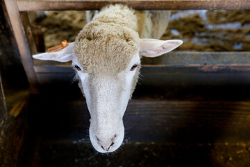前のめりの羊さん