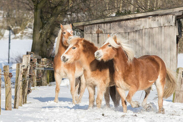 Pferde (Haflinger) im Schnee