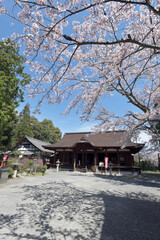 春の三井寺　釈迦堂　滋賀県大津市