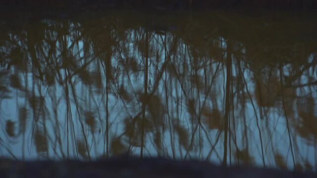 Brush reflecting in a puddle