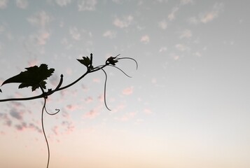 Beautiful silhouette of branch of plant with sky background