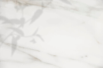 Obraz premium Floral shadow on white marble background vector