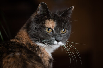 Cat in dark surroundings
