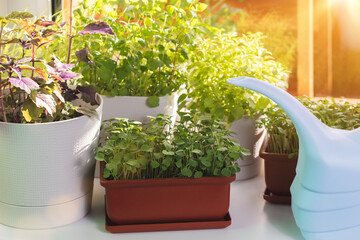 Fototapeta na wymiar Various edible greens grow in pots on the windowsill. Growing healthy vitamin greens at home