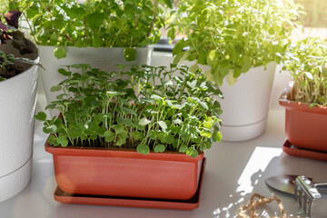 Arugula and other edible herbs grow in pots on the windowsill. Growing healthy vitamin greens at home.