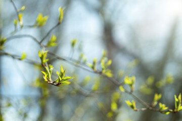 New leaves bloom from their buds on the branches of the tree. Beautiful spring background