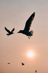 Seagulls gliding above gulf of Thailand
