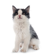 Fototapeta premium Kurilian Bobtail in studio