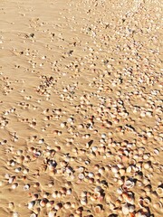small shells on the sand on the beach on a sunny day.