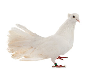 Indian Fantail in studio