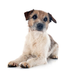 jack russel terrier