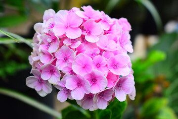 pink and purple hydrangea flower