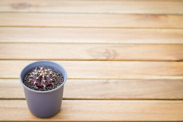 Gymnocalycium cactus in pot