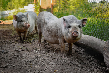 two domestic pigs walk in the pen on a summer day