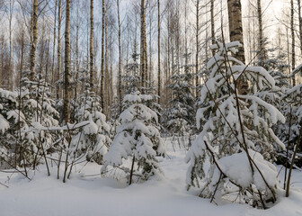 landscape with a birch grove and a small snow-covered Christmas tree, a beautiful winter day