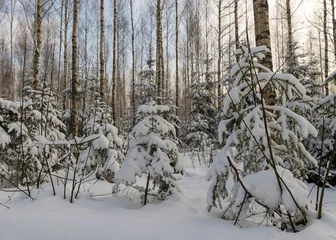 Crédence de cuisine en verre imprimé Bouleau paysage avec un bosquet de bouleaux et un petit arbre de Noël enneigé, une belle journée d& 39 hiver