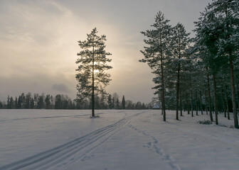 winter landscape, snow-covered land, trees and fields, tree silhouettes in the backlight, winter time