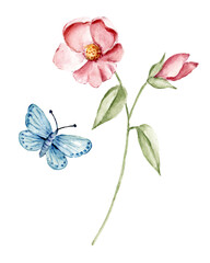 Obraz na płótnie Canvas Flower and butterfly, watercolor botanical drawing.