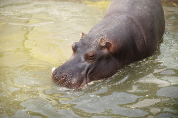 Hippo is resting in muddy water in an aviary.