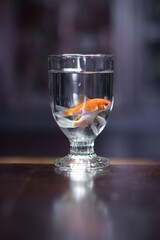goldfish that I placed in the glass to be a photo spot. banjarnegara INDONESIA