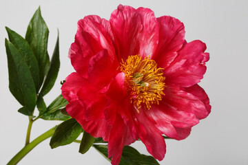 Beautiful bright pink peony flower isolated on grey background.