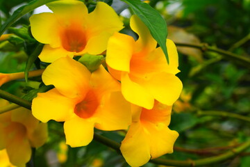 yellow alamanda