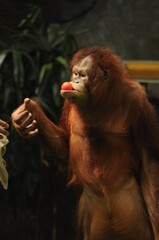 a portrait of an orangutan pongo pygmaeus morio