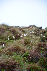 Narrow-leaved cotton grass (Eriophorum angustifolium) in the grass in a rugged landscape in Norway