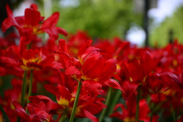 Rote Blumen im Fokus mit unscharfen Hintergrund in Norwegen