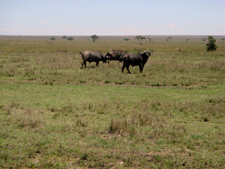 Naklejka na ściany i meble dangerous African buffaloes 