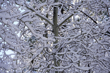 Closeup of Snow-covered Aspen Branches