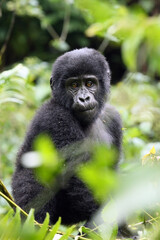 Mountain gorilla (Gorilla beringei beringei) resting in the greenery. Young gorilla in dense vegetation.