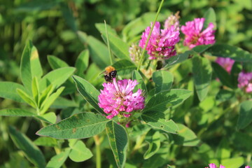 bee on a flower