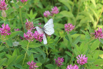 butterfly on a flower