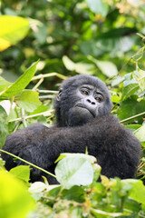 Mountain gorilla (Gorilla beringei beringei) resting in the greenery. Young gorilla in dense vegetation.