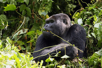 Big male mountain gorilla (Gorilla beringei beringei) when eating the leaves and stems.Silverback in thick bushes.