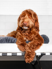 Fluffy Labradoodle dog launching on a chair. The orange or ginger female Labradoodle is posing with legs dangling over the chair and looking direct at the camera. Selective focus.