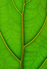 the veins of a green leaf