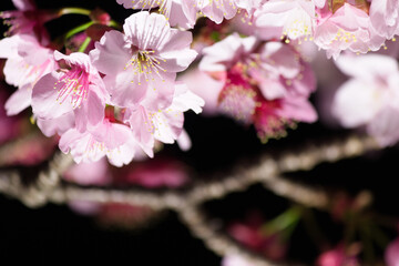 初春の桜の花 静岡熱海糸川にて