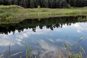 landscape on a calm forest lake