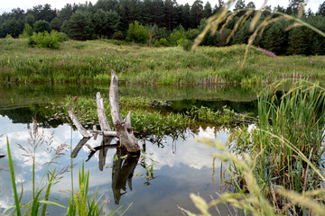 landscape on a calm forest lake