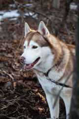 Pet animal friend sled dog husky breed redhead walks outdoors in the forest in autumn