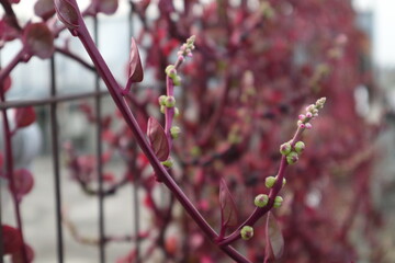 macro photo branch buds of a red cherry at fencea