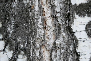 the bark of the birch. texture of wood. background